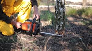 Best Root Management and Removal  in New Holstein, WI